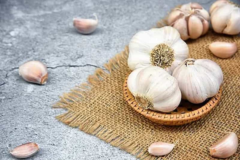 سیر خراسان سفید و حبه‌ های بزرگ